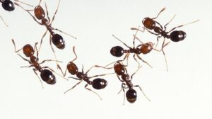 ant control