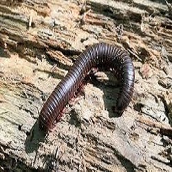 Millipedes & Centipedes Control