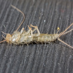 Silverfish Control