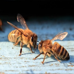 Bee & Wasp Removal