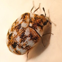 Carpet Beetle & Tick Control