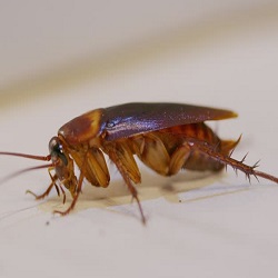 Cockroach Control