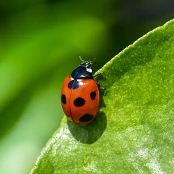 Ladybugs & Sow Bugs Control