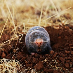 Mole & Vole Control