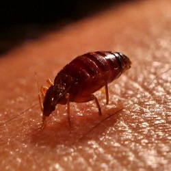 Bed Bug Control