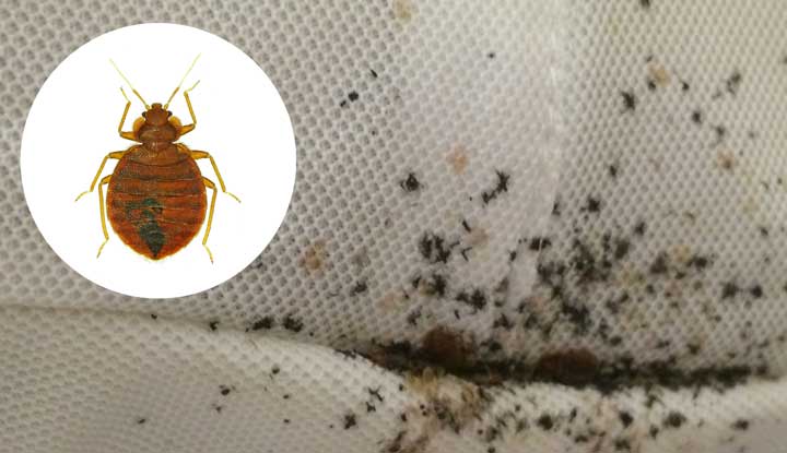 bed-bug-control-etobicoke