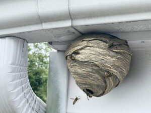 risk-of-facing-a-wasp-infestation
