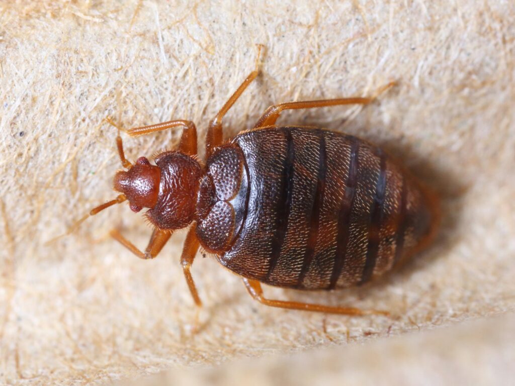 bed-bug-control-oakville