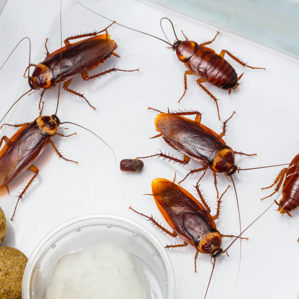 cockroach-control-oakville
