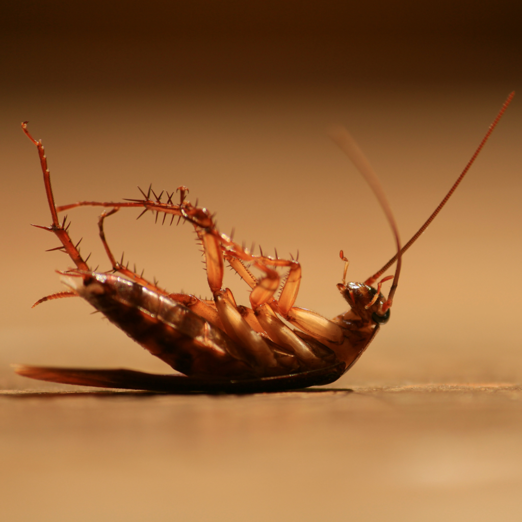 cockroach-control-oakville