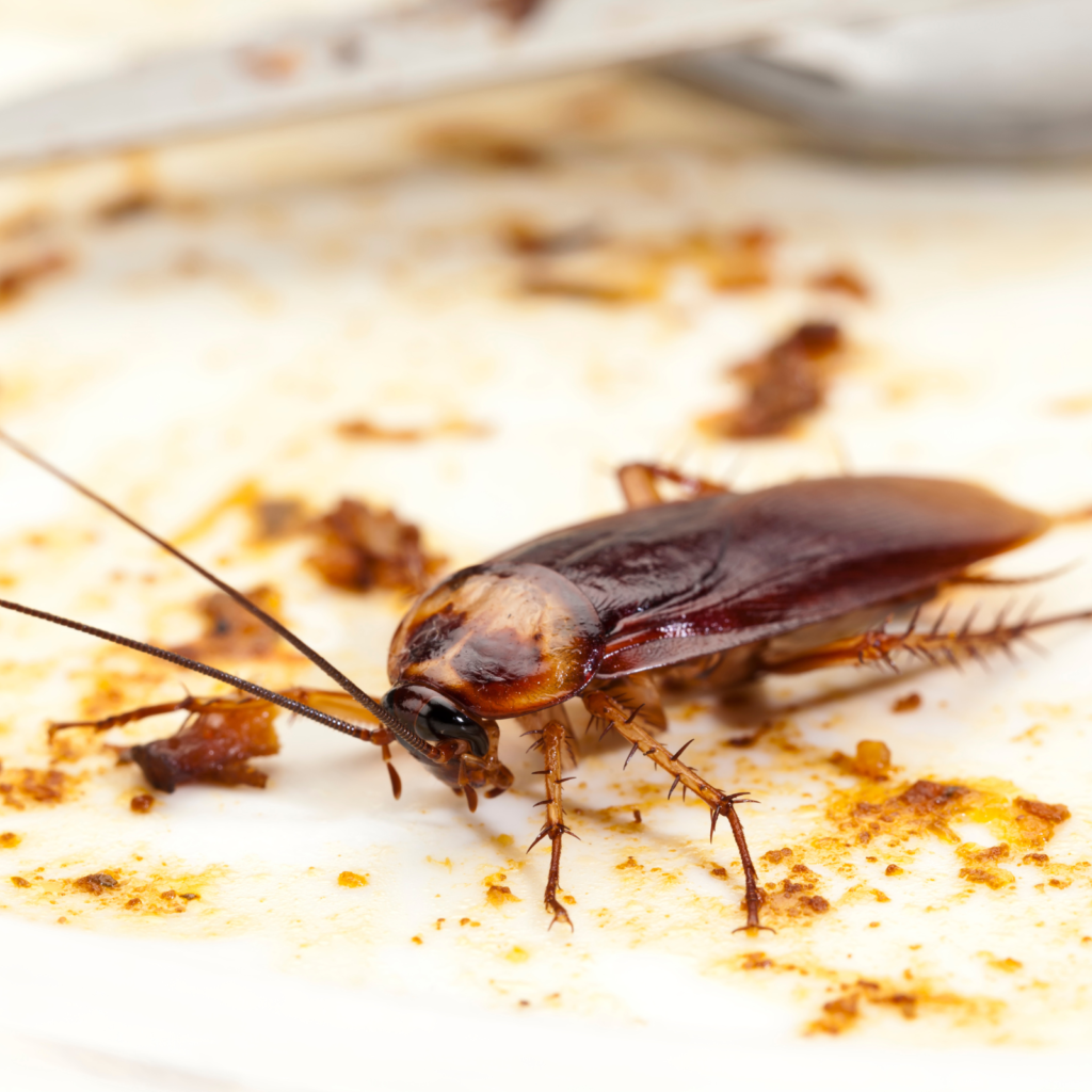 cockroach-control-oakville