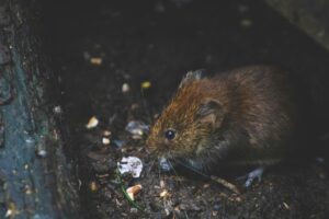 do rodents carry rabies