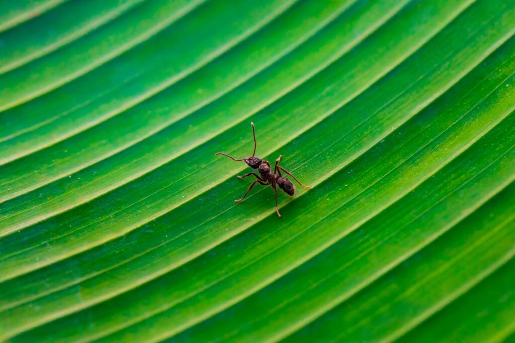 ant-control-oakville