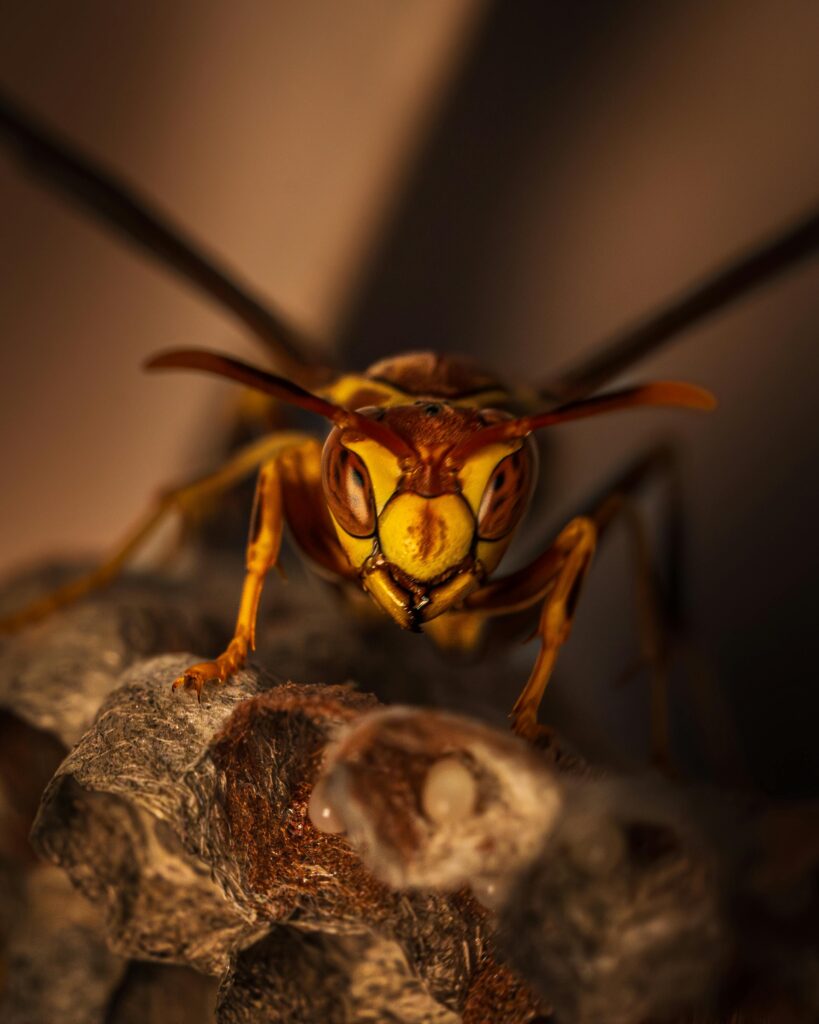 wasp-control-oakville