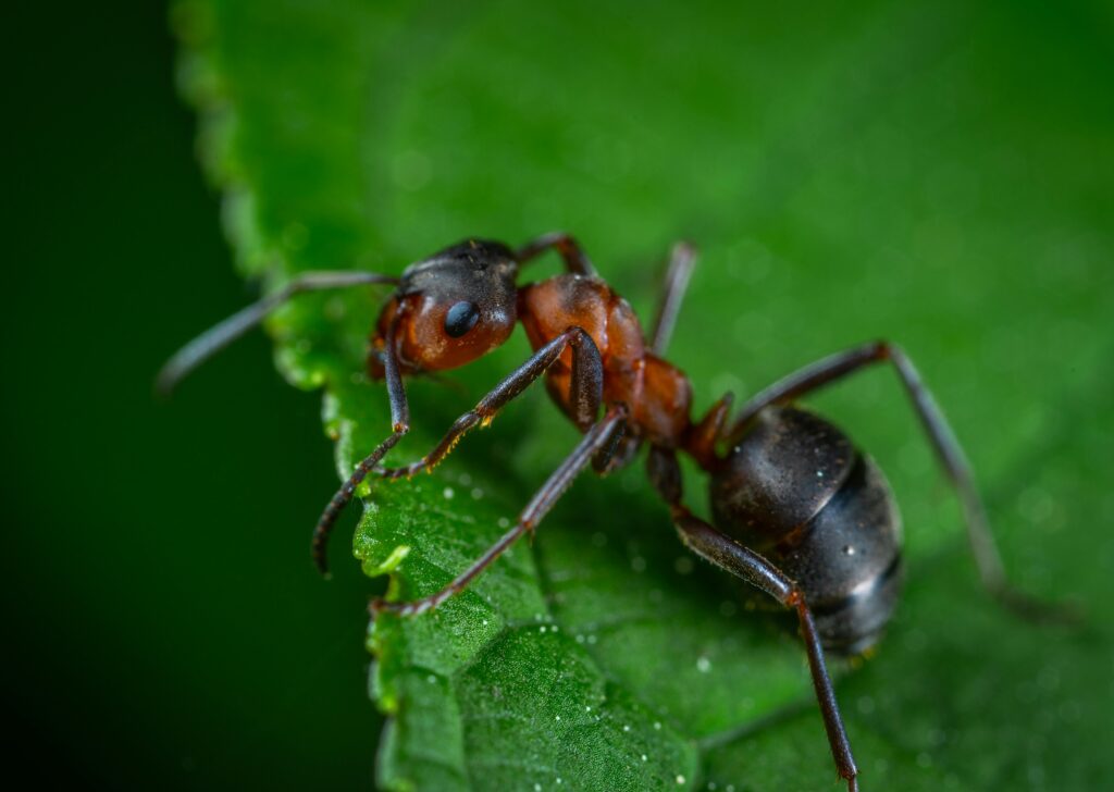 ant-control-oakville