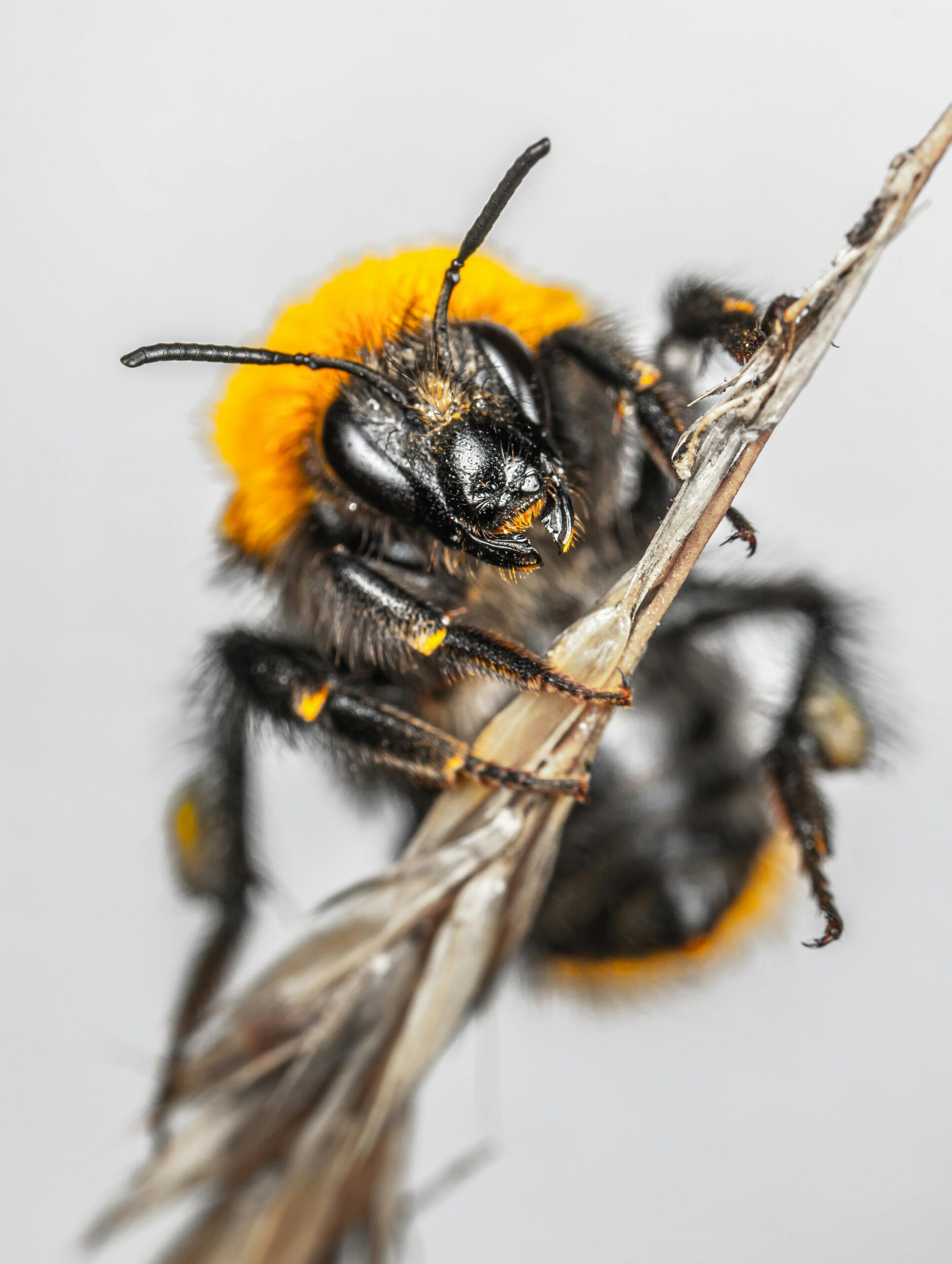 wasp-control-oakville