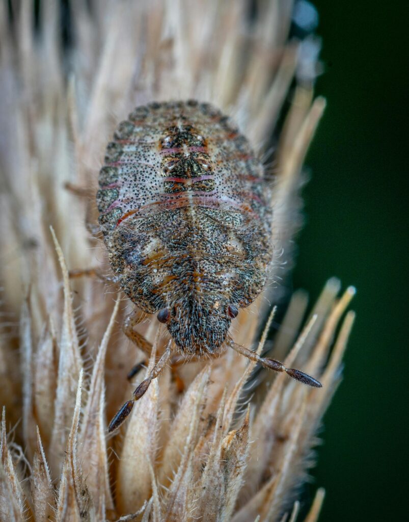 bed-bug-control-oakville