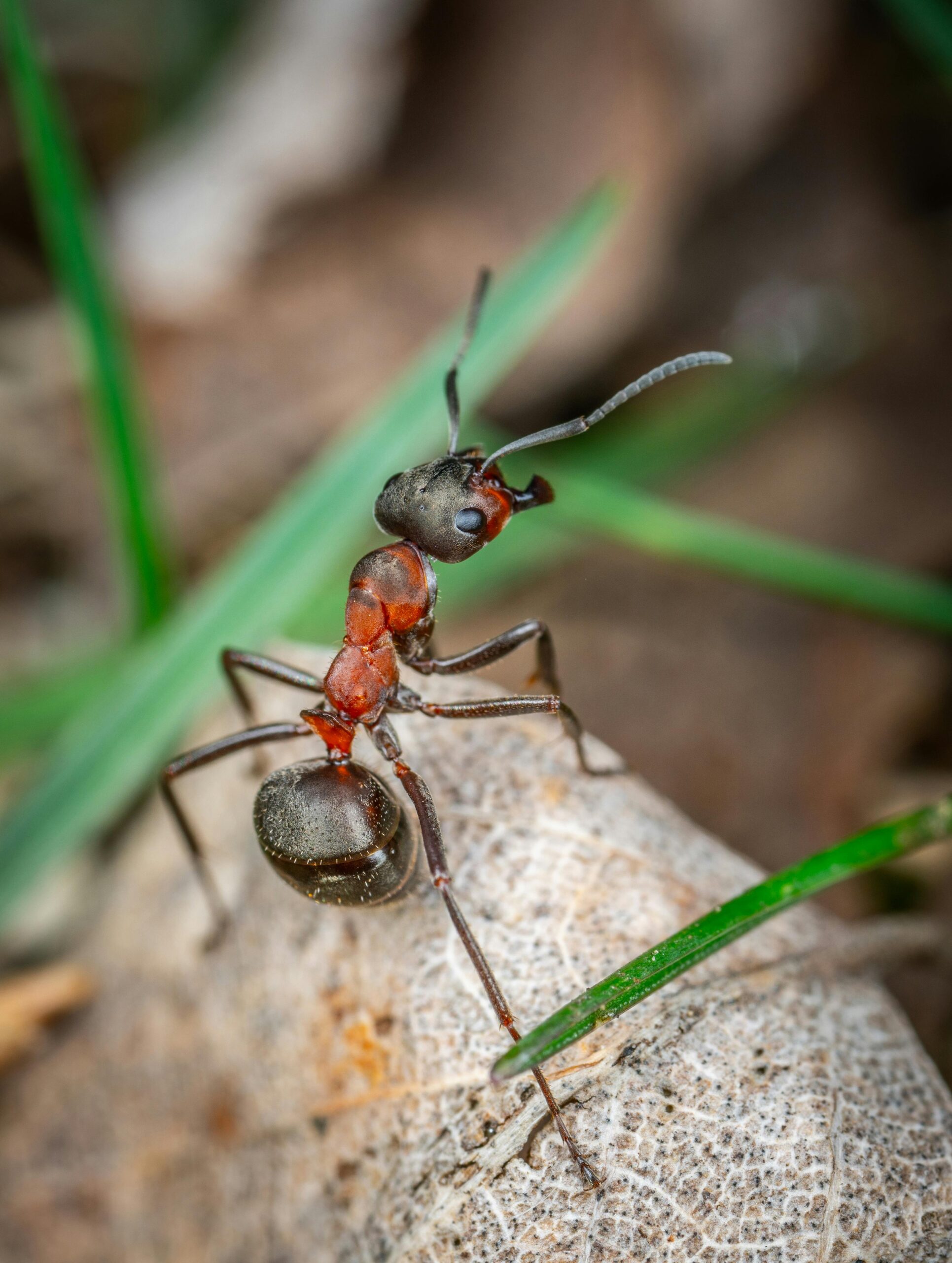 ant-control-oakville