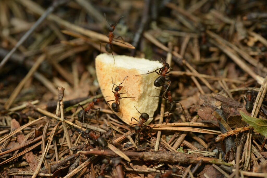 ant-control-oakville