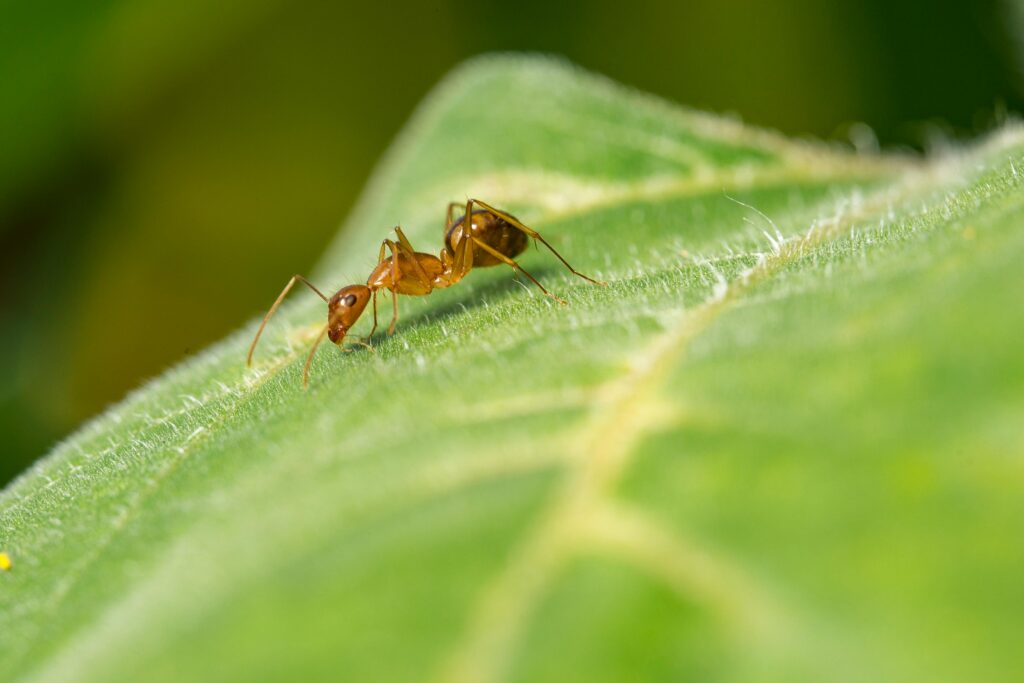 ant-control-oakville