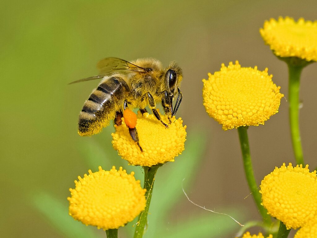 wasp-control-oakville