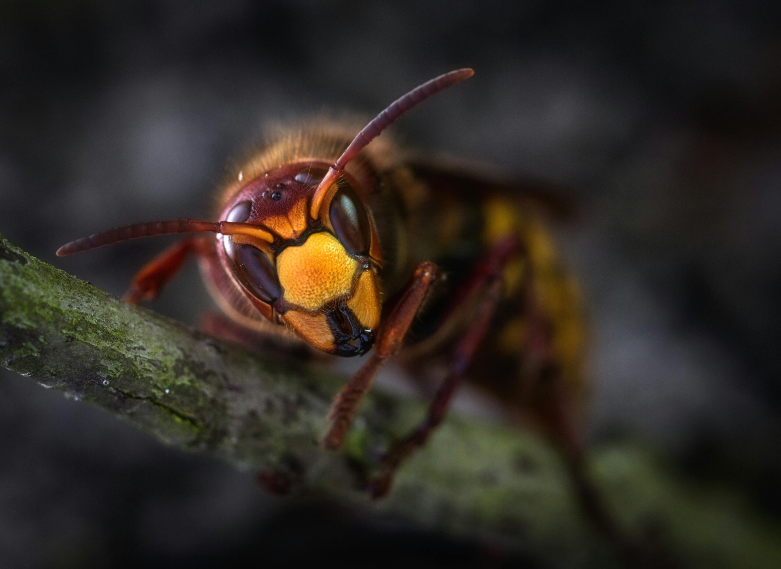 wasp-control-oakville