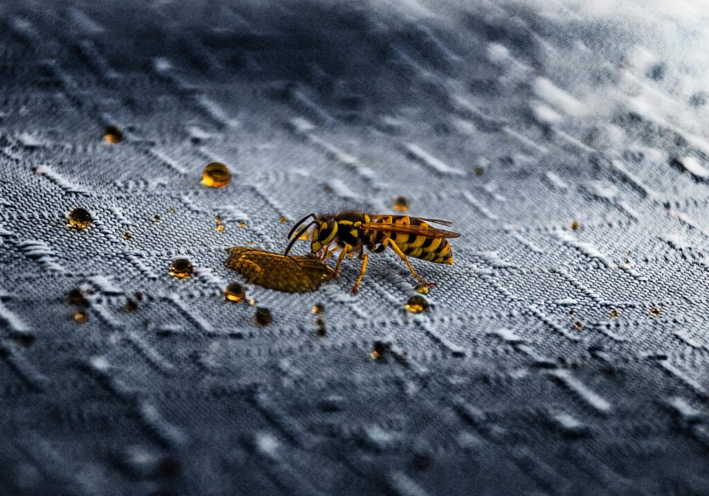 wasp-control-oakville