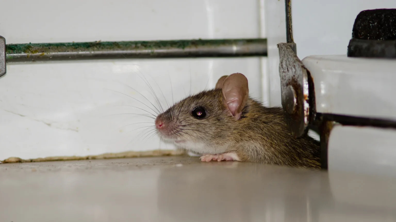 rodent-control-etobicoke