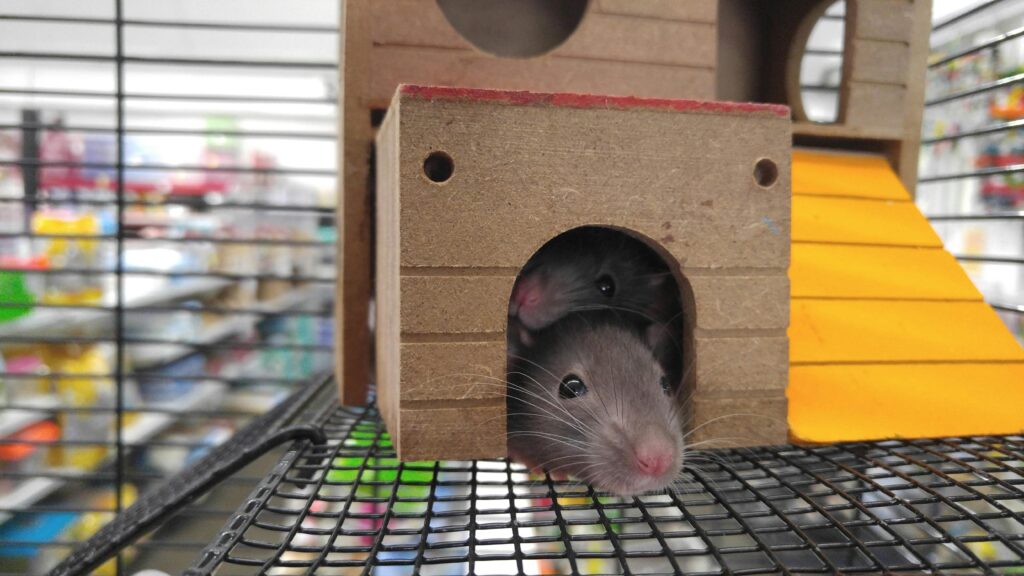 rodent-control-etobicoke