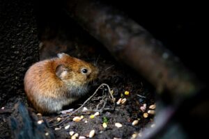 signs of mice infestation