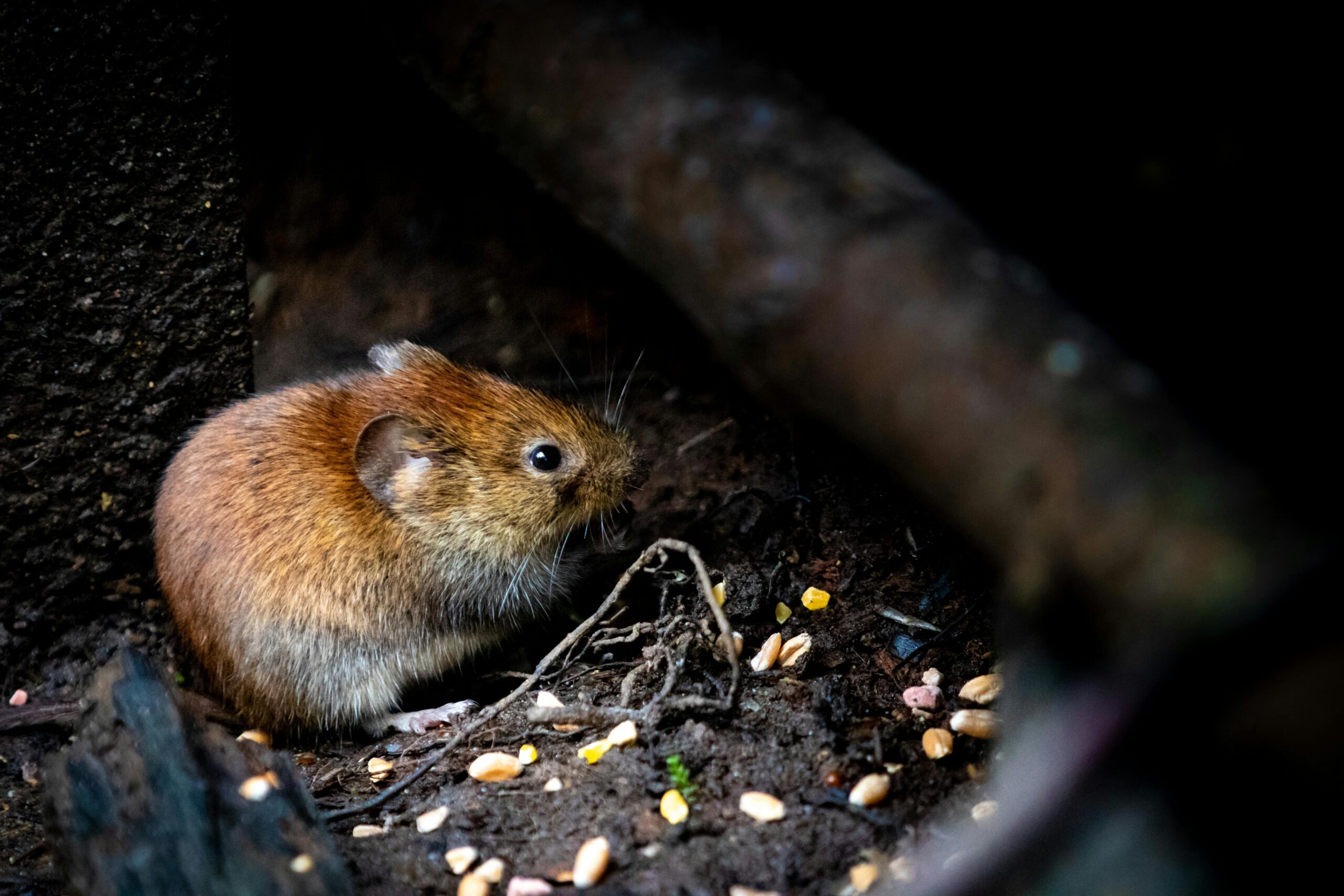 signs of mice infestation