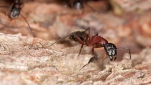 pet-friendly-ant-control