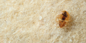bed-bug-prevention