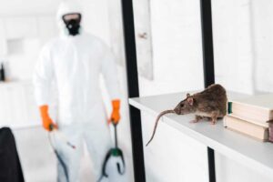 best rodent control