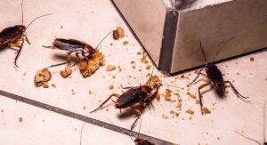 best-way-to-control-cockroaches
