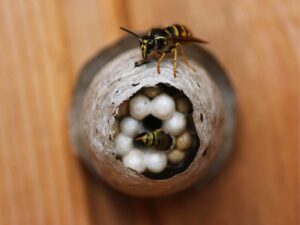 safely-remove-wasp-nests