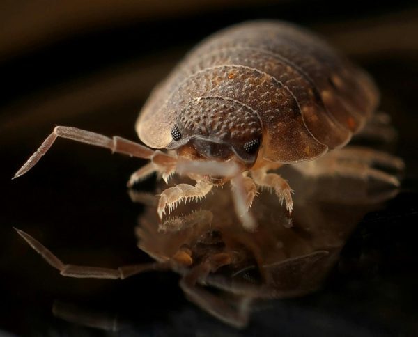 bed-bug-control-etobicoke bed-bug-control-etobicoke