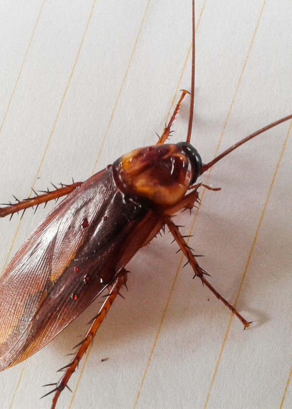 cockroach-control-oakville