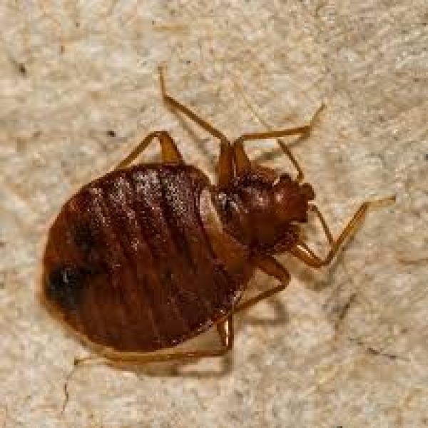bed-bug-control-oakville