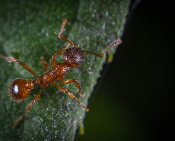 ant-control-oakville