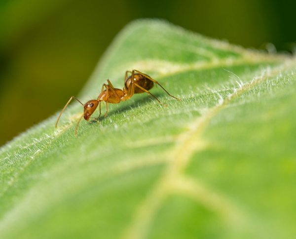 ant-control-oakville
