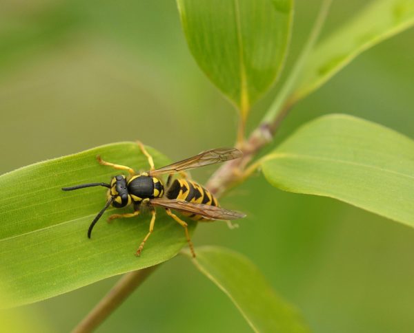 wasp-control-oakville