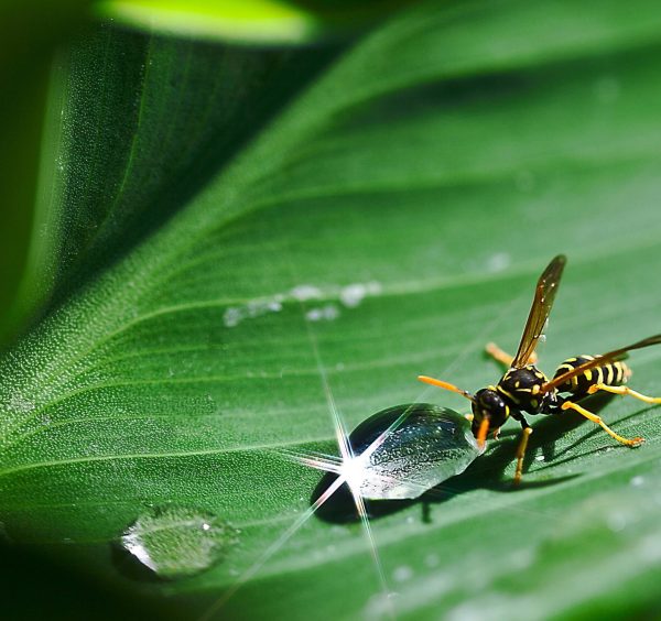 wasp-control-oakville