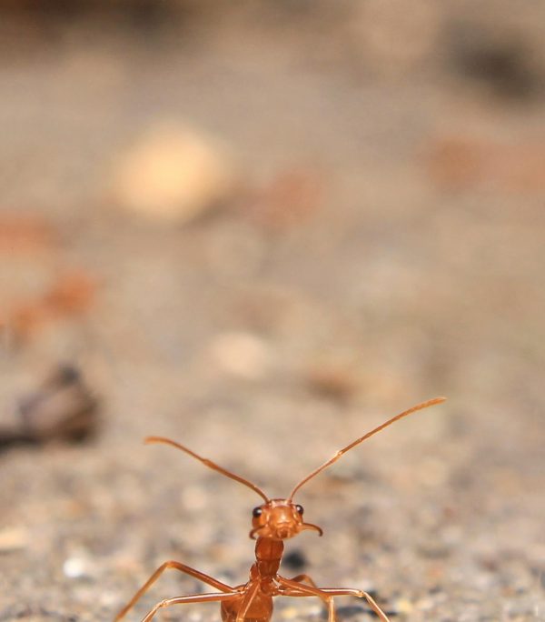ant-control-oakville