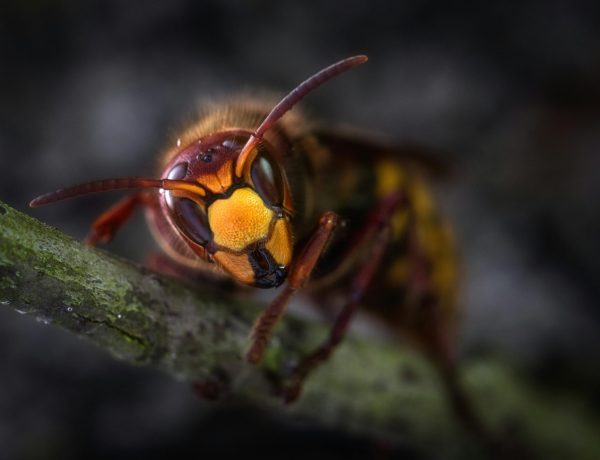 wasp-control-oakville