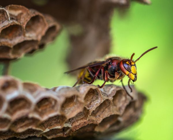 wasp-control-oakville