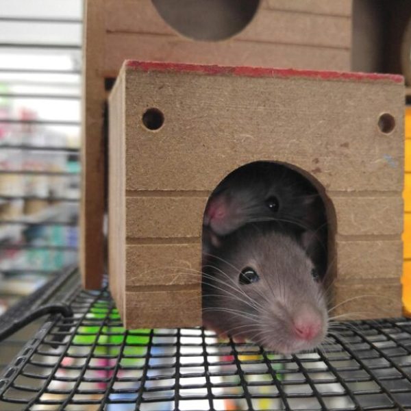 rodent-control-etobicoke rodent-control-etobicoke