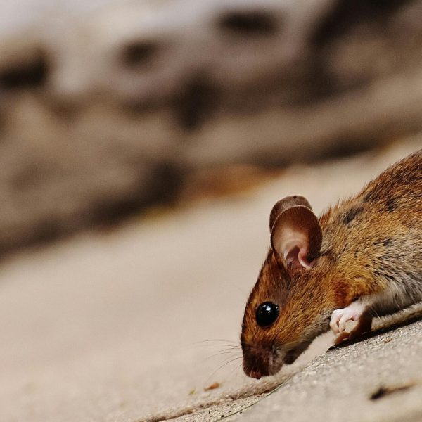 rodent-control-etobicoke rodent-control-etobicoke