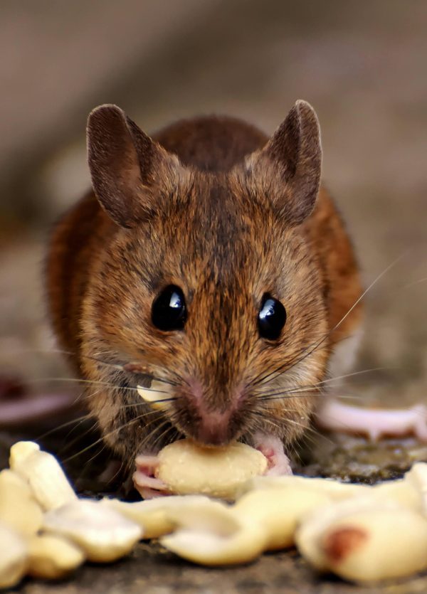 rodent-control-etobicoke rodent-control-etobicoke